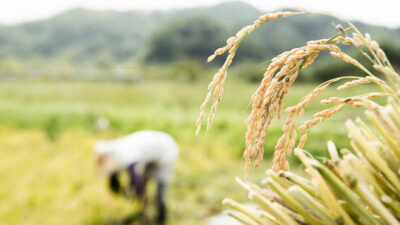 گرانی جهانی برنج؛ روسیه صادرات برنج را ممنوع کرد