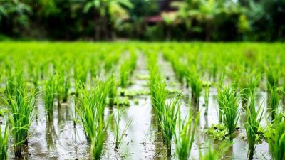 هدفگذاری تولید برنج در سال 1403 چقدر است؟